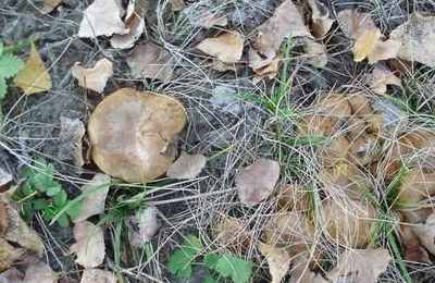 梦到山里采蘑菇