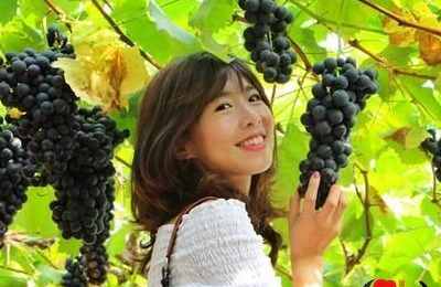 梦见下山摘葡萄