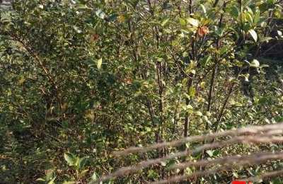 梦见上山摘茶子