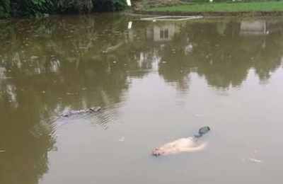 梦到洪水中游泳