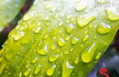 梦见下绿色的雨