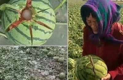 梦到自己被冰雹砸伤