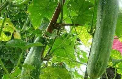 梦见菜园施肥