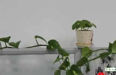梦见办公室好多植物