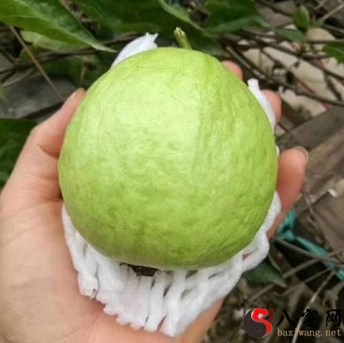 孕妇梦见番石榴